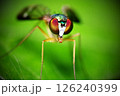 アシナガバエ 126240399