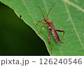 カメムシ 126240546