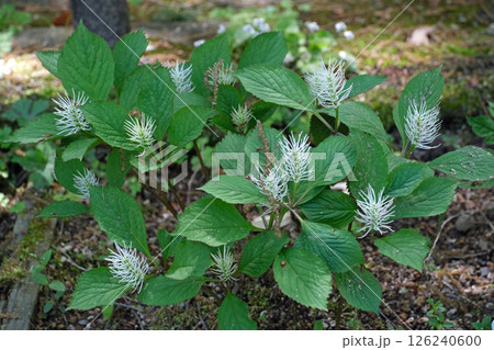 キビヒトリシズカ 126240600