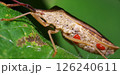 ホシハラビロヘリカメムシ 126240611