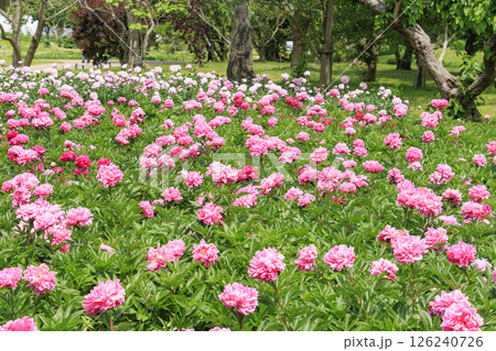 長居植物園　満開のシャクヤク園 126240726