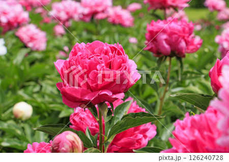 長居植物園　満開のシャクヤク園 126240728