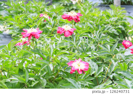 長居植物園 満開のシャクヤク園 長居植物園 満開のシャクヤク園 126240731