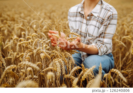 Agronomist holds ears of wheat, check quality of wheat grain. Agriculture food industry. 126240806