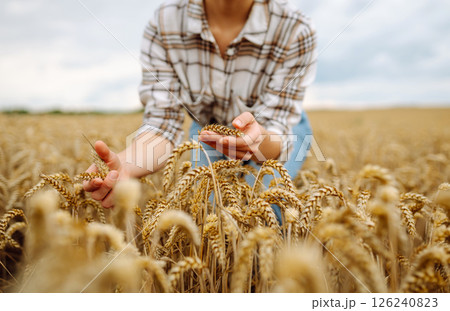 Agronomist holds ears of wheat, check quality of wheat grain. Agriculture food industry. Agronomist holds ears of wheat, check quality of wheat grain. Agriculture food industry. 126240823