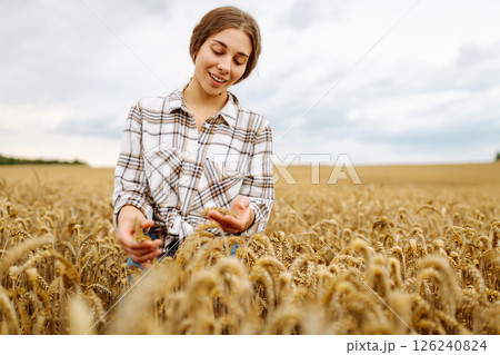 Agronomist holds ears of wheat, check quality of wheat grain. Agriculture food industry. Agronomist holds ears of wheat, check quality of wheat grain. Agriculture food industry. 126240824