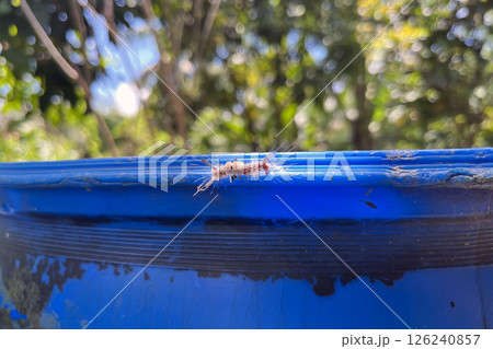 Hairy Caterpillar Olene mendosa Crawling on Blue Surface Poisonous Insect Close-up in Philippines Hairy Caterpillar Olene mendosa Crawling on Blue Surface Poisonous Insect Close-up in Philippines 126240857