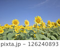 真夏のひまわり。 126240893