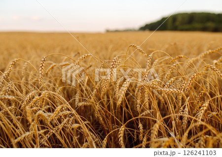 Ripe wheat field at sunset. Nature's harvest growth. Beautiful summer nature background. 126241103