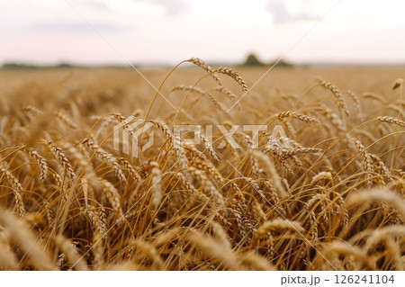 Ripe wheat field at sunset. Nature's harvest growth. Beautiful summer nature background. 126241104