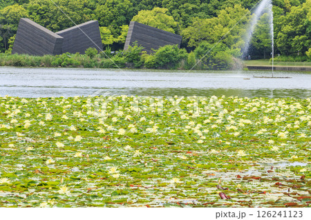 長居植物園　満開の春の花々 126241123
