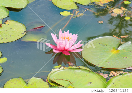 長居植物園　満開の春の花々 126241125