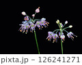 ヒガンバナ科のヤマラッキョウの花 126241271