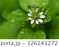 雨に濡れたナデシコ科ハコベの花 126241272