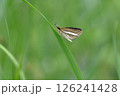 セセリチョウ科のギンイチモンジセセリ 126241428