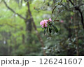 深山に咲くシャクナゲの花 126241607