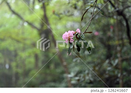 深山に咲くシャクナゲの花 126241607