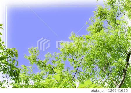 爽やかな新緑と青空のフレーム 爽やかな新緑と青空のフレーム 126241636