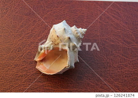 Sound of waves image. Inner side of a sea shell lying on leather surface Sound of waves image. Inner side of a sea shell lying on leather surface 126241874