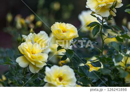 埼玉県さいたま市 与野公園のバラ 埼玉県さいたま市 与野公園のバラ 126241898