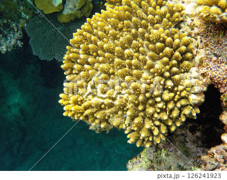 珊瑚（沖縄県石垣島） 126241923