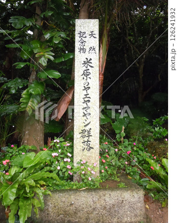 米原のヤエヤマヤシ群落　石碑（沖縄県石垣島） 126241932