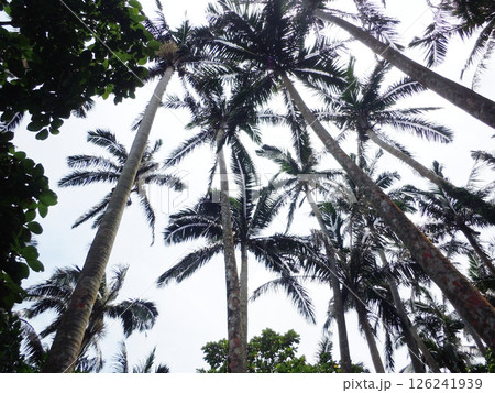 米原のヤエヤマヤシ群落（沖縄県石垣島） 126241939