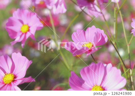 ピンク色のコスモスが咲いています 126241980