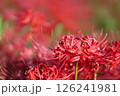 赤い彼岸花 126241981