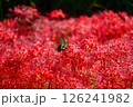 赤い花とアゲハチョウ 126241982