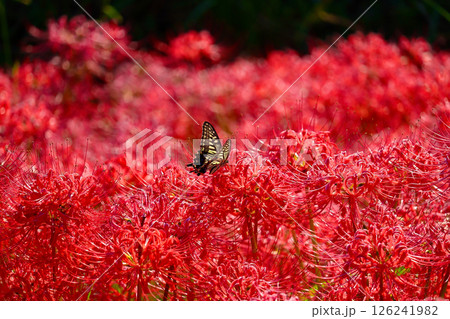 赤い花とアゲハチョウ 126241982