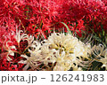 白い彼岸花 126241983