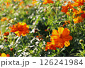 オレンジ色のジニアの花が咲いています 126241984