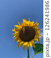 青空に咲くひまわり 126241986