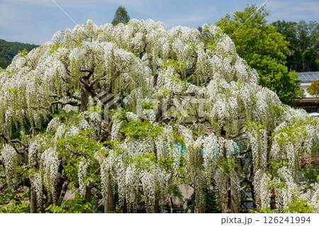 白い藤の花 126241994