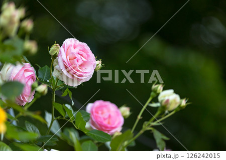 埼玉県さいたま市　与野公園のバラ 126242015
