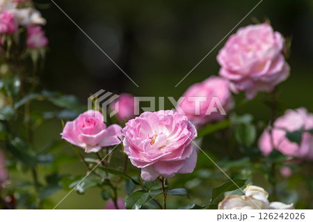 埼玉県さいたま市 与野公園のバラ 埼玉県さいたま市 与野公園のバラ 126242026