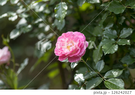 埼玉県さいたま市 与野公園のバラ 埼玉県さいたま市 与野公園のバラ 126242027