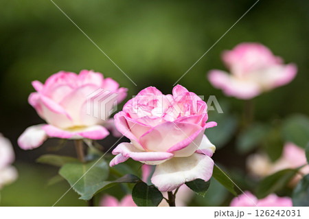 埼玉県さいたま市 与野公園のバラ 埼玉県さいたま市 与野公園のバラ 126242031