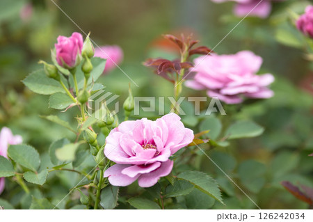 埼玉県さいたま市 与野公園のバラ 埼玉県さいたま市 与野公園のバラ 126242034