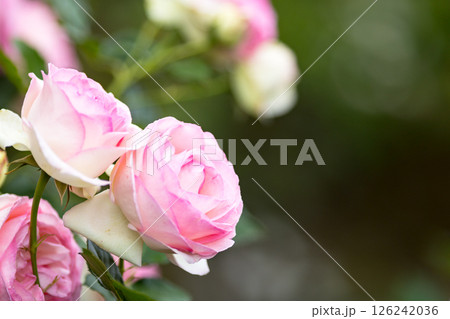 埼玉県さいたま市 与野公園のバラ 埼玉県さいたま市 与野公園のバラ 126242036