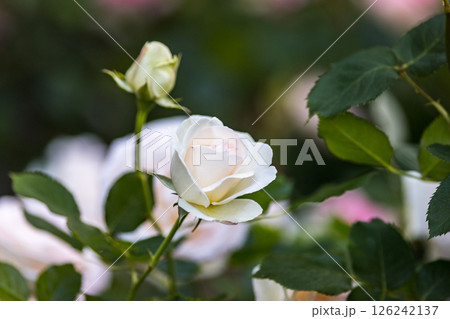 埼玉県さいたま市　与野公園のバラ 126242137