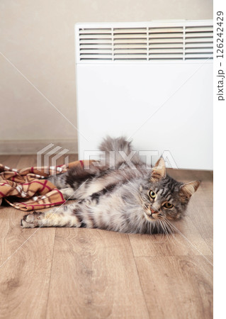 Cute cat near electric heater at home. Vertical photo 126242429