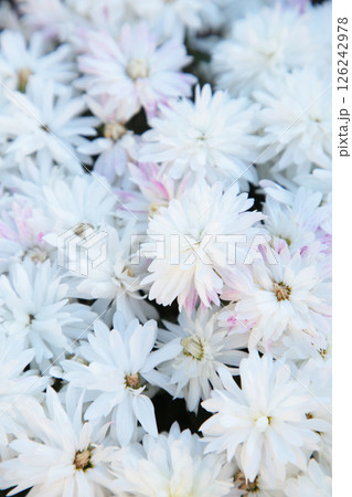 Chrysanthemum white flower close up. Vertical photo 126242978