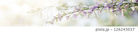 Wisteria branch with purple flowers in airy sunlight, perfect for backgrounds 126243037