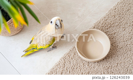 Parrot beside an empty beige food bowl on a woven mat, bird looking curious Parrot beside an empty beige food bowl on a woven mat, bird looking curious 126243039