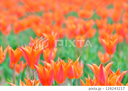 長池憩いの森チューリップ園（新潟県） 126243217
