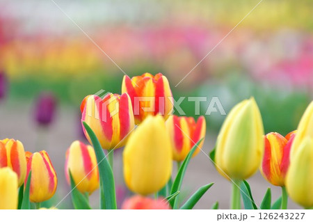 長池憩いの森チューリップ園（新潟県） 126243227