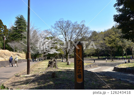 横浜市　こども自然公園のドーナツ広場と散策路と新緑と満開桜 126243418