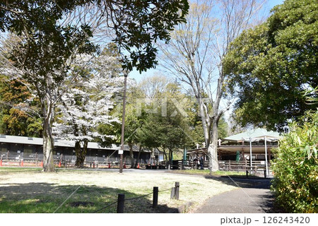 横浜市　こども自然公園のちびっこ動物園と満開桜 126243420